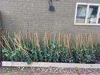 grote partij hedra helix planten gestokt 60/80 cm, Ophalen of Verzenden, Bloeit niet, Klimplanten, Halfschaduw