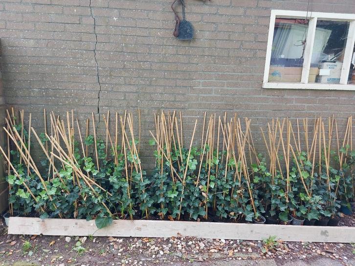 grote partij hedra helix planten gestokt 60/80 cm, Tuin en Terras, Planten | Tuinplanten, Klimplanten, Halfschaduw, Bloeit niet