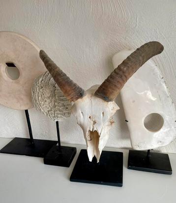 Schedel geit/ bok taxidermie skull op standaard beschikbaar voor biedingen