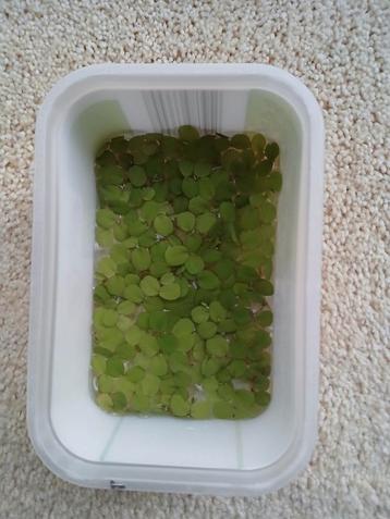 Salvinia minima - drijfplant voor aquarium beschikbaar voor biedingen