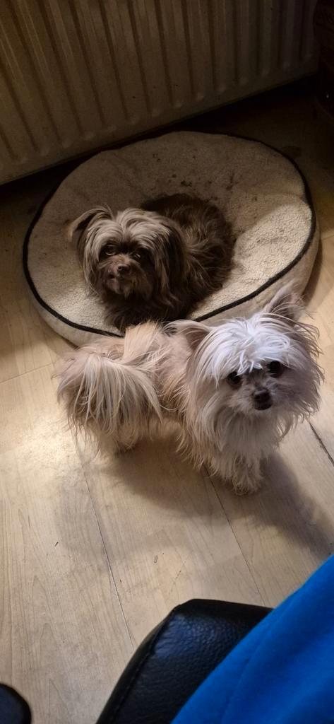 Beertje en Bibi, Dieren en Toebehoren, Honden | Chihuahua's en Gezelschapshonden, Teef, Chihuahua, Particulier, Meerdere, Nederland