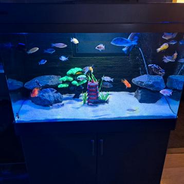 Malawi cichliden vissen beschikbaar voor biedingen