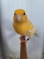 Kanarie man, Mannelijk, Kleurkanarie