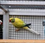 1-0 violet turq opaline bleekstaart 2024, Meerdere dieren, Parkiet, Geringd