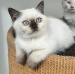 Brits korthaar kittens met stamboom, Dieren en Toebehoren, Katten en Kittens | Raskatten | Korthaar, Poes, Gechipt, 0 tot 2 jaar