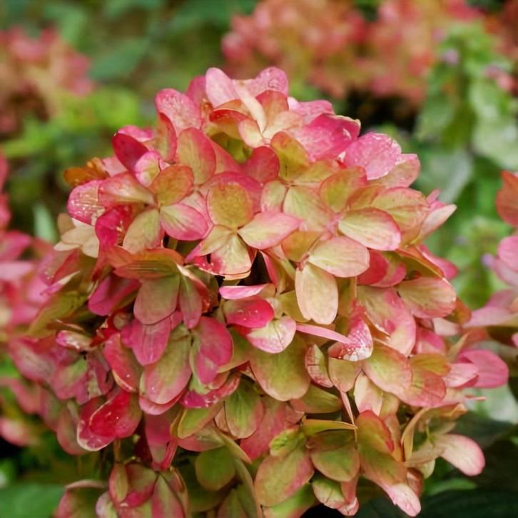 Hydrangea paniculata Graffiti, pluim hortensia, schapenkop, Tuin en Terras, Planten | Struiken en Hagen, Hortensia, Minder dan 100 cm