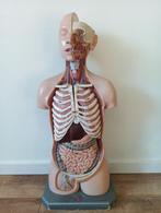 Anatomie Torso Man met Hoofd, Ophalen, Gebruikt