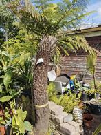Dicksonia antarctica, Ophalen, Zomer, Overige soorten, Halfschaduw