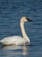 trompetzwaan, Dieren en Toebehoren, Overige Dieren, Mei, Mannelijk
