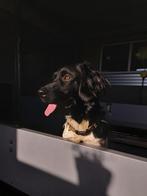 Aangeboden 3 Jarige Friese Stabij (GEEN gezinshond!), Reu, Eén hond, Nederland, Particulier