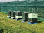 Bijenvolken met segerberger kast simplex (zesramers), Dieren en Toebehoren, Insecten en Spinnen, Bijen