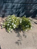 Bergzandkruid, Tuin en Terras, Planten | Tuinplanten, Ophalen, Zomer, Overige soorten, Halfschaduw
