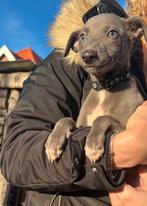 Prachtige whippet pups, Dieren en Toebehoren, Whippet, 8 tot 15 weken, Meerdere, Meerdere dieren