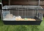 Twee lieve konijnen, Dieren en Toebehoren, Knaagdieren en Konijnen | Hokken en Kooien, Minder dan 60 cm, 110 cm of meer, Ophalen of Verzenden