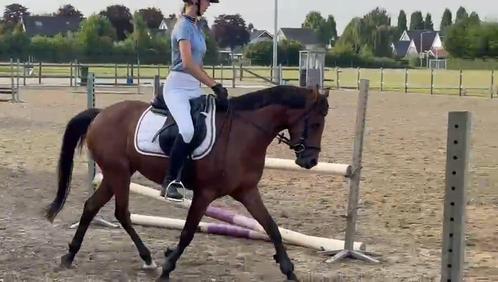 D Pony, Dieren en Toebehoren, Pony's, Merrie, D pony (1.37m tot 1.48m), Dressuurpony