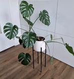 Monstera deliciosa, Overige soorten, 100 tot 150 cm, Ophalen, Groene kamerplant