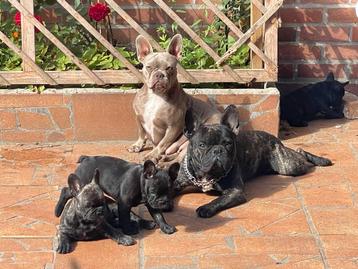 Franse bulldog dek reu beschikbaar beschikbaar voor biedingen