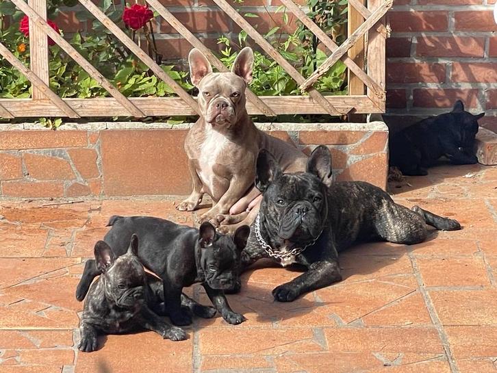 Franse bulldog dek reu beschikbaar, Dieren en Toebehoren, Honden | Bulldogs, Pinschers en Molossers, Reu, Bulldog, Particulier