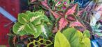 Coleus, Ophalen of Verzenden