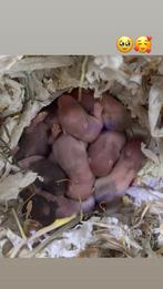 Baby hamsters, Dieren en Toebehoren, Knaagdieren, Hamster, Augustus, Geslacht onbekend, Tam