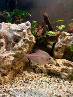 Bloed tetra, Dieren en Toebehoren, Vissen | Aquariumvissen, Vis