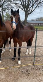 Knappe Welsh Cob ruin, Dieren en Toebehoren, Pony's, Recreatiepony, Ingeënt, 0 tot 2 jaar
