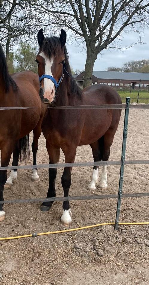 Knappe Welsh Cob ruin, Dieren en Toebehoren, Pony's, Recreatiepony, 0 tot 2 jaar, Ingeënt