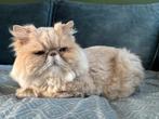 2 katers zoeken warm huis, Dieren en Toebehoren, Kater, 6 jaar of ouder