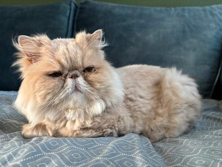 2 katers zoeken warm huis, Dieren en Toebehoren, Katten en Kittens | Overige Katten, Kater, 6 jaar of ouder