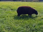 Gevraagd weiland voor de schapen