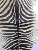 Zebravel / Zebra huid - (Equus quagga - Equus burchelli), 200 cm of meer, 100 tot 150 cm, Crème, Gebruikt