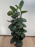 Mooie Peperomia plant, Ophalen, Vetplant, Minder dan 100 cm