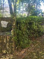 Phyllostachys aurea of Gouden bamboe, Vaste plant, Halfschaduw, Herfst, Ophalen