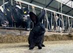 Lotharinger konijn, Dieren en Toebehoren, Konijnen, Mannelijk, Groot
