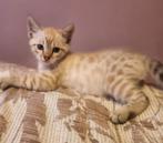 Nog 1 kitten poesje Snow Seal lynx piont solid beschikbaar, Meerdere dieren, Gechipt