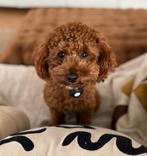 Toy poedel dekreu beschikbaar voor dekking, Reu, 1 tot 2 jaar, Eén hond, Nederland