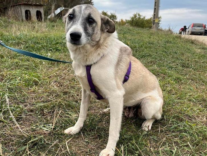 Nysa, een lief en enthousiast meisje, opzoek naar een baasje, Dieren en Toebehoren, Honden | Niet-rashonden, Middel, Teef, Particulier