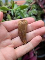 Carcharodontosaurus kem kem Marokko fossiel dinosaurus dino, Verzamelen, Mineralen en Fossielen, Ophalen of Verzenden, Fossiel