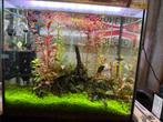 50L Aquarium met Planten Garnalen en Vissen, Dieren en Toebehoren, Ophalen, Zo goed als nieuw, Gevuld zoetwateraquarium