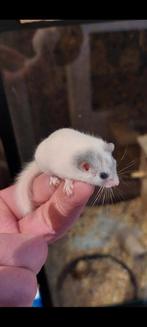 Afrikaanse Dwergrelmuis, Dieren en Toebehoren, Januari, Vrouwelijk, Muis