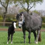 Welsh pony, merrie met veulen, Onbeleerd, B pony (1.17m tot 1.27m), Meerdere dieren, Gechipt