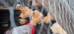 Zijdehoen kriel zijdehoenders hen en haan, Dieren en Toebehoren, Pluimvee, Meerdere dieren, Kip