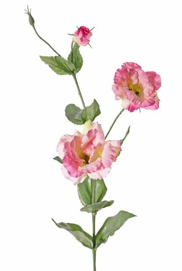LISIANTHUS - KUNST - ROZE beschikbaar voor biedingen