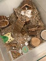Glazen hok met toebehoren en jonge hamster, Geslacht onbekend, Hamster, Voor 1 juli 2024