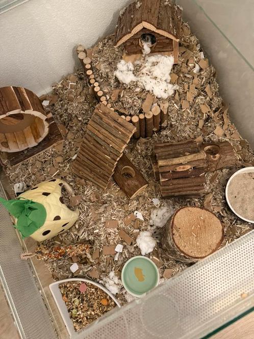 Jonge kleine hamster te koop met alle toebhoren., Dieren en Toebehoren, Knaagdieren, Geslacht onbekend, Hamster, Voor 1 juli 2024