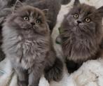 Britse korthaar en langhaar kittens, Meerdere dieren, Ontwormd, 0 tot 2 jaar