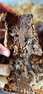 meerdere soorten isopods/pissenbedden, Overige soorten