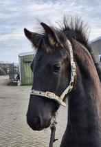 verzorgster gezocht voor onze jaarling ruin, Ophalen
