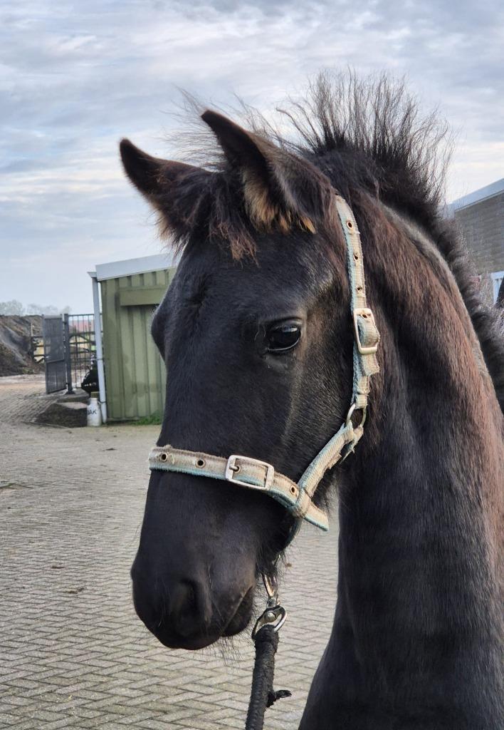 verzorgster gezocht voor onze jaarling ruin, Dieren en Toebehoren, Paarden en Pony's | Overige Paardenspullen, Ophalen