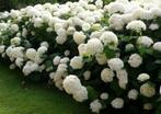 Strong annabelle hortensia mooie volle planten bloeien de ge, Tuin en Terras, Planten | Tuinplanten, Ophalen, Zomer, Overige soorten